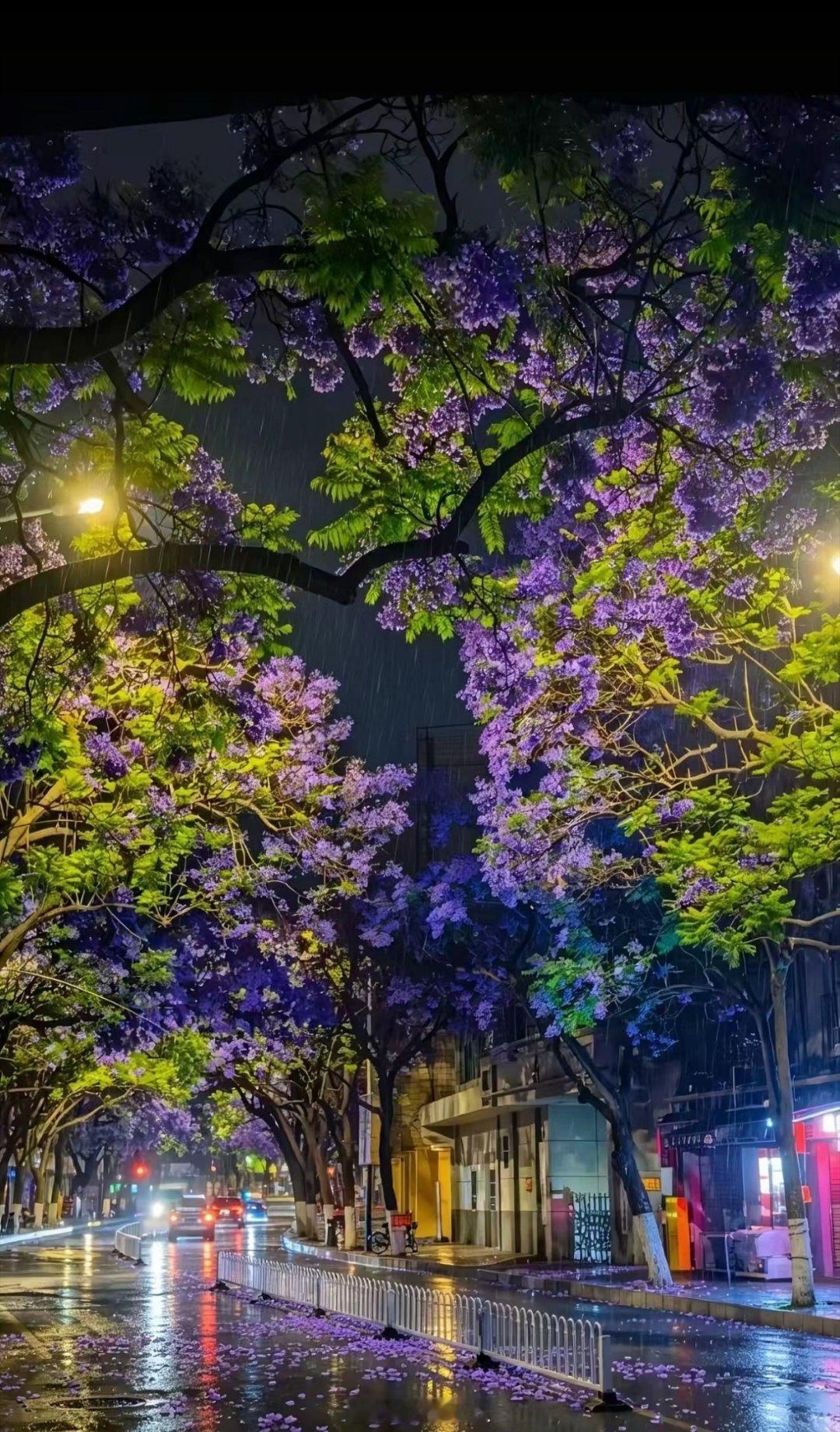 昆明蓝花楹绽放浪漫又温柔昆明蓝花楹还是朋友圈里拍的最美邂逅昆明紫色浪漫