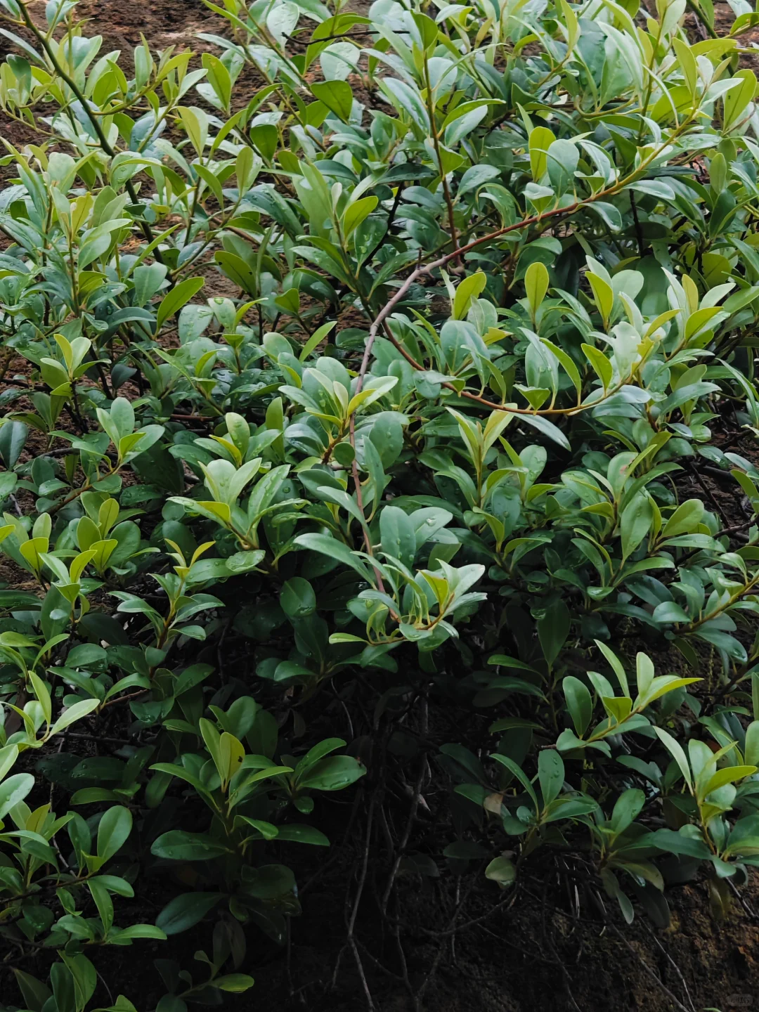 ［310］每天认识一种植物—酸藤子