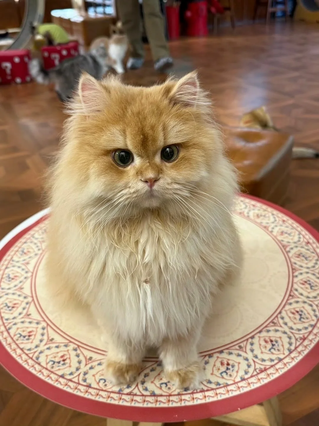 小猫太可爱了