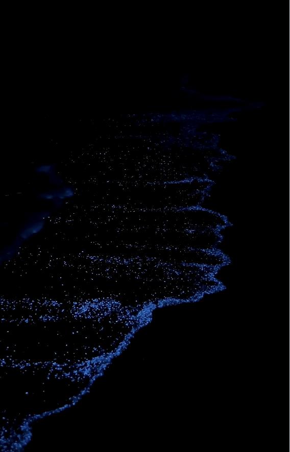 【海洋水域能够像天空中的星星一样发光和闪烁，这要归功于一种自然的化学过程——生物