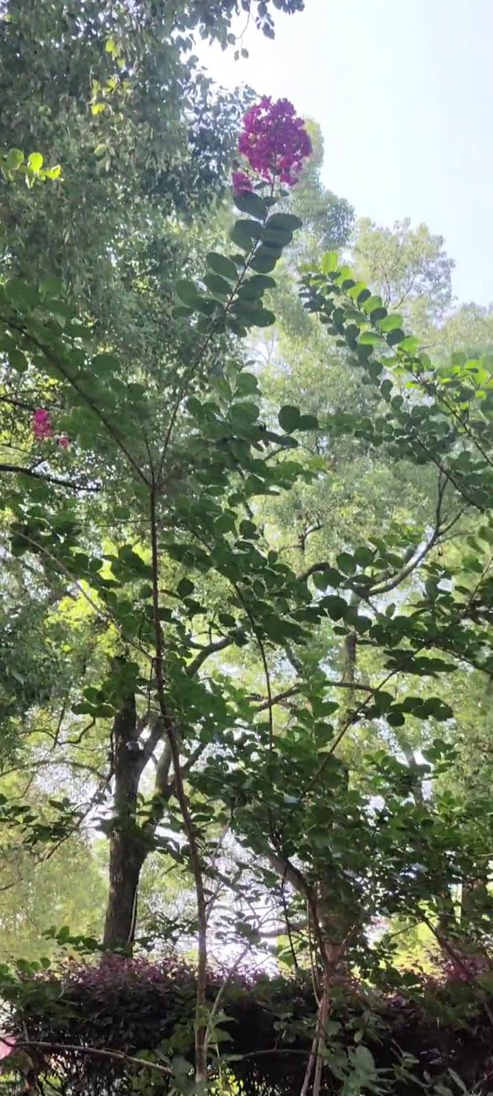 紫薇花开，拍一下。紫薇花开，这都是紫薇花。紫薇花开，紫薇花开。