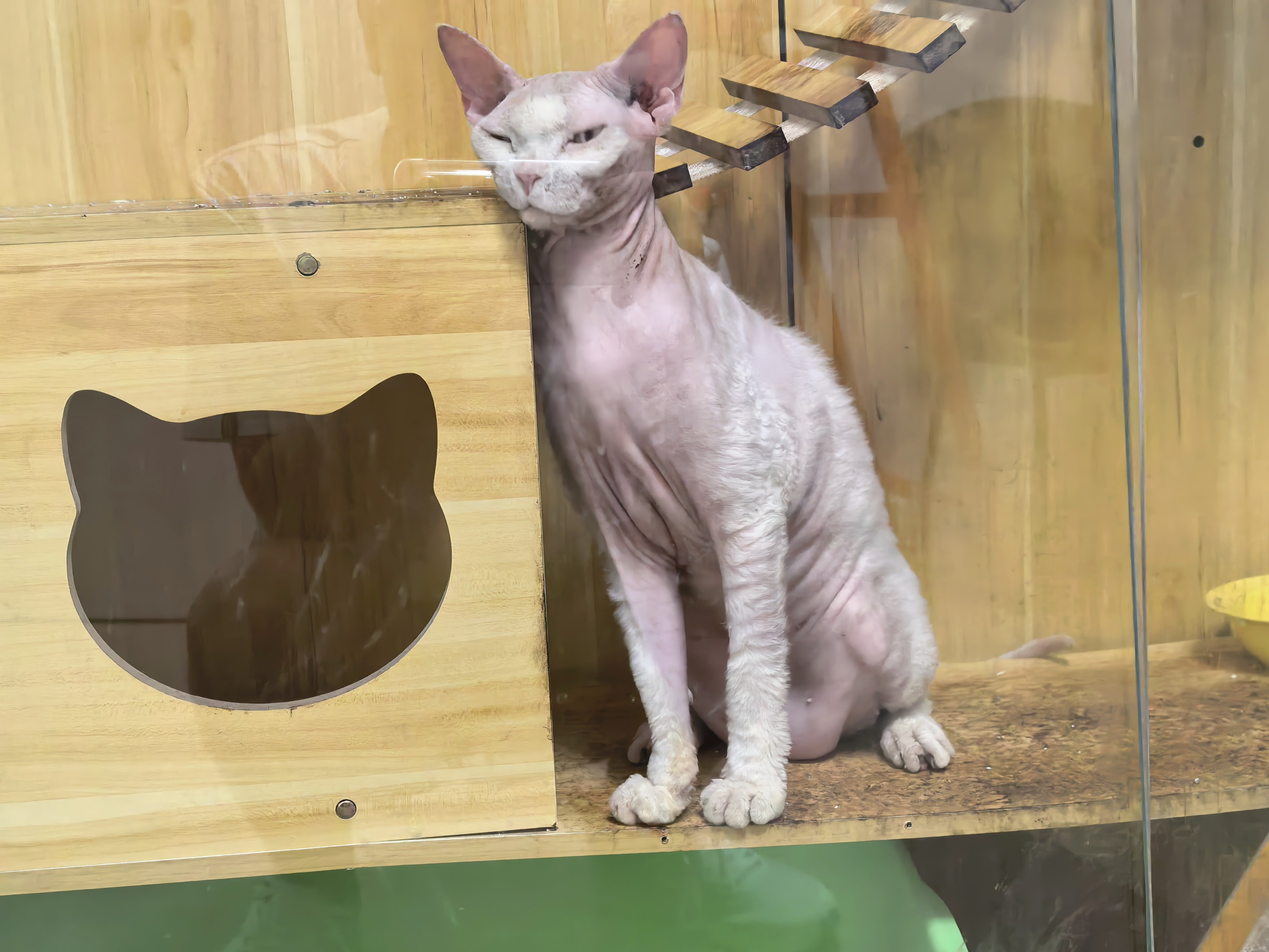 真的很爱看猫、撸猫，但让我自己养猫属实下不了决心今天去朋友家，一踏进养宠物的屋子