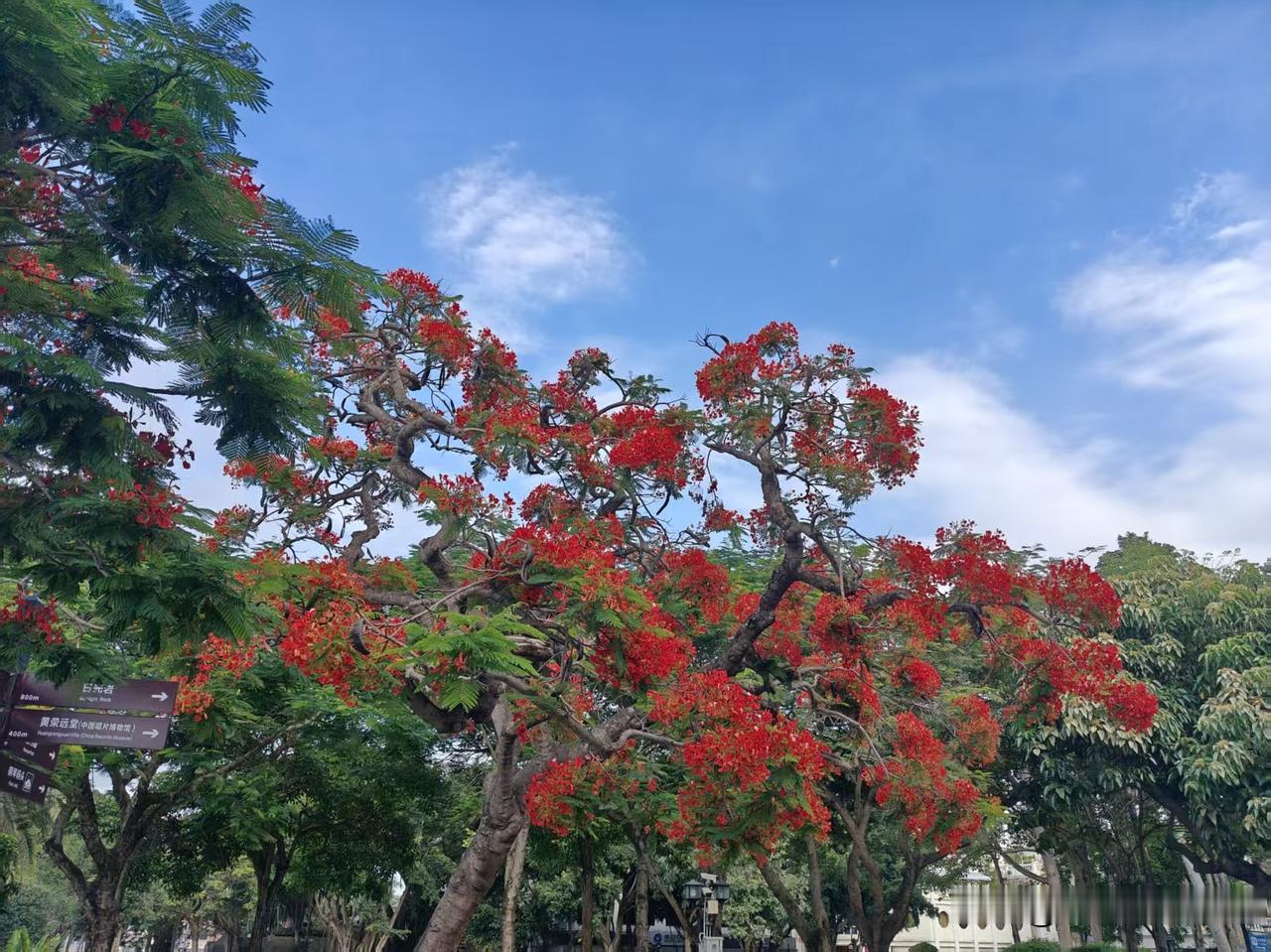 家人去南方啦，发来照片，留着纪念。

南方的花也太好看了吧，三角梅和凤凰木氛围感