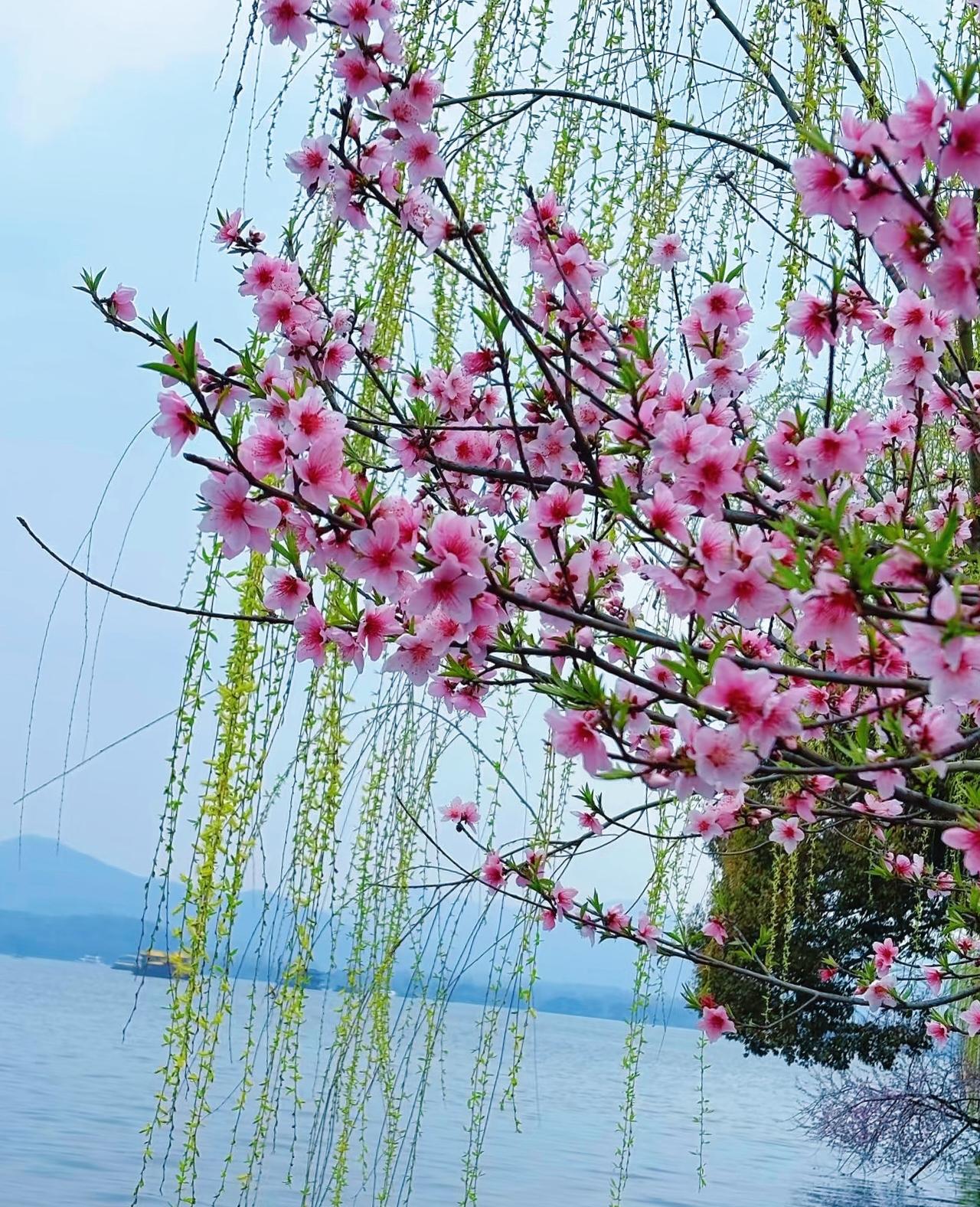 我手机里有张超美的湖景照片，是名副其实，湖水湛蓝，红花灿烂，在蓝天映衬下像一幅美