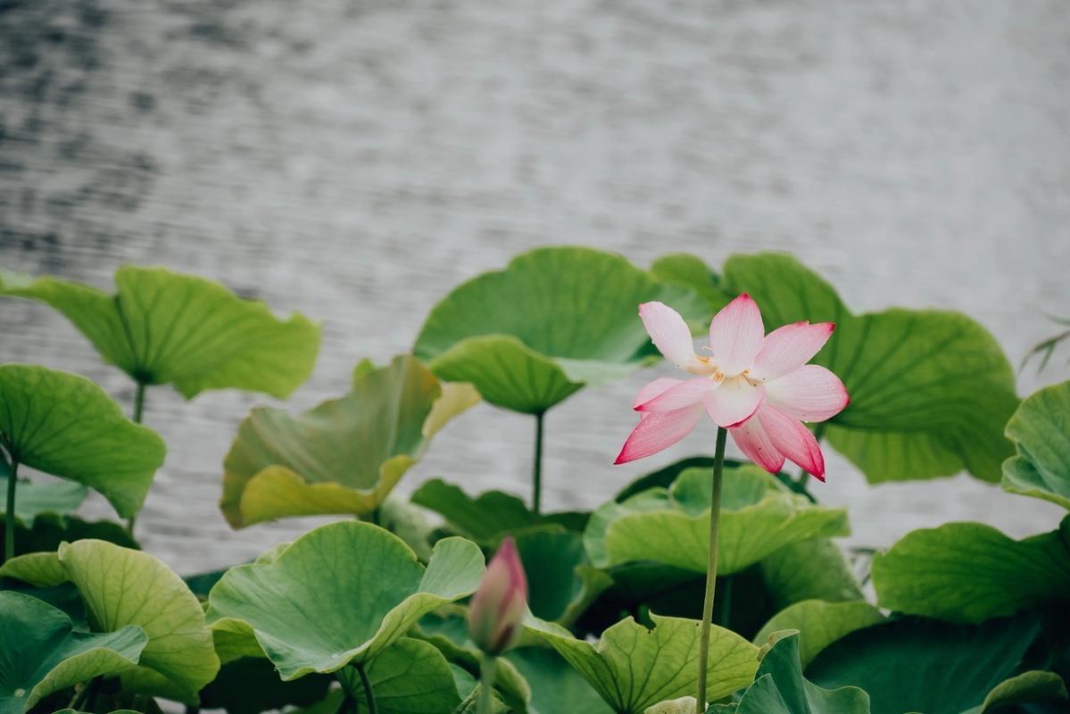 清平乐 · 初夏烟雨

田田盈露，池水粼粼舞。野陌梧桐花绽处，小燕低徊习羽。
