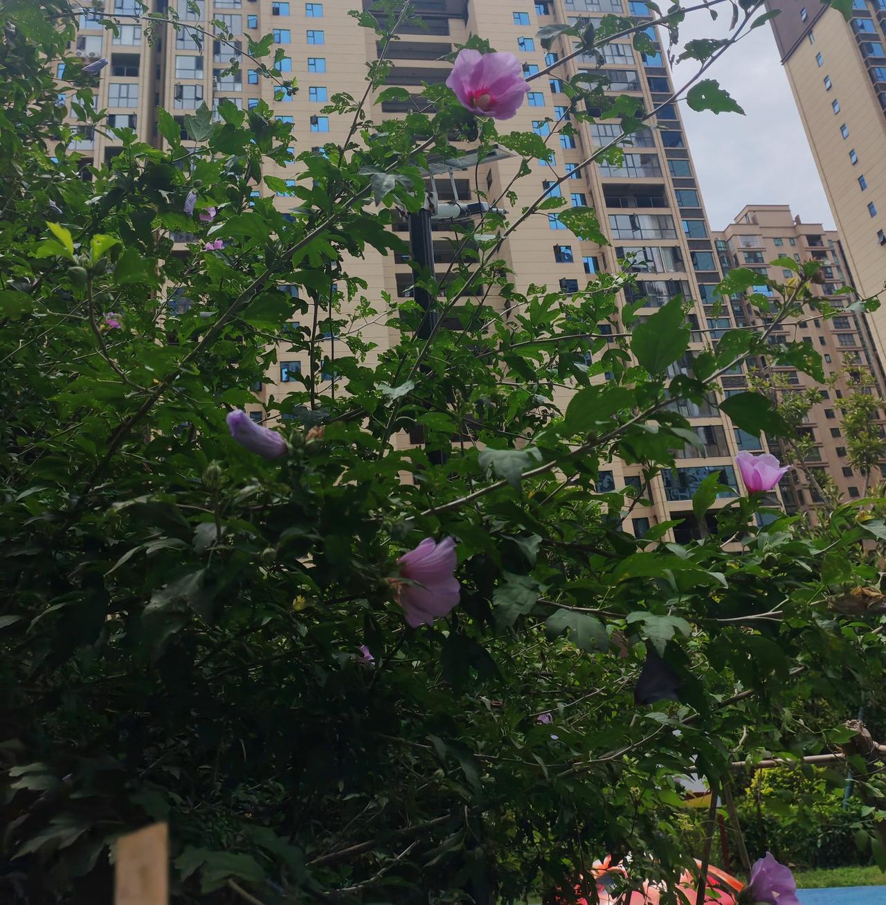 我前姑父是亏欠原配，得到报应最快的那个人，我姑嫁给姑父，他家很穷很穷，连那种土胚