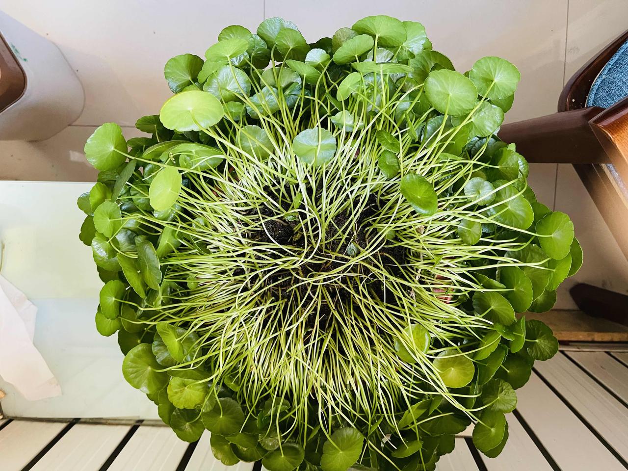 知道我又要南下了女儿家了，每天生机勃勃爆盆的铜钱草，也难过的低下了头，赶紧安抚补