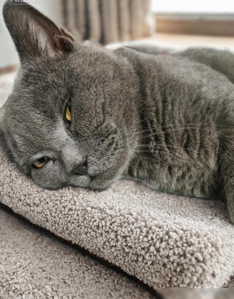 对面楼，一对小情侣养了一只蓝猫。

同一只猫，前后得到的评价差得真大。小情侣因为