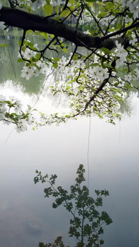 春日生活打卡季 静谧湖畔，白花盛开，倒影如画，春意盎然。🌸💦🌿漫步在这湖畔