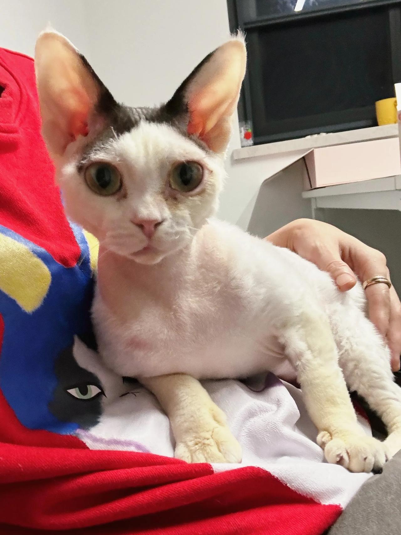 妈宝德撒完娇开始干饭，然后上个厕所，再一觉睡到天亮，可会养生了！#猫咪# #萌宠