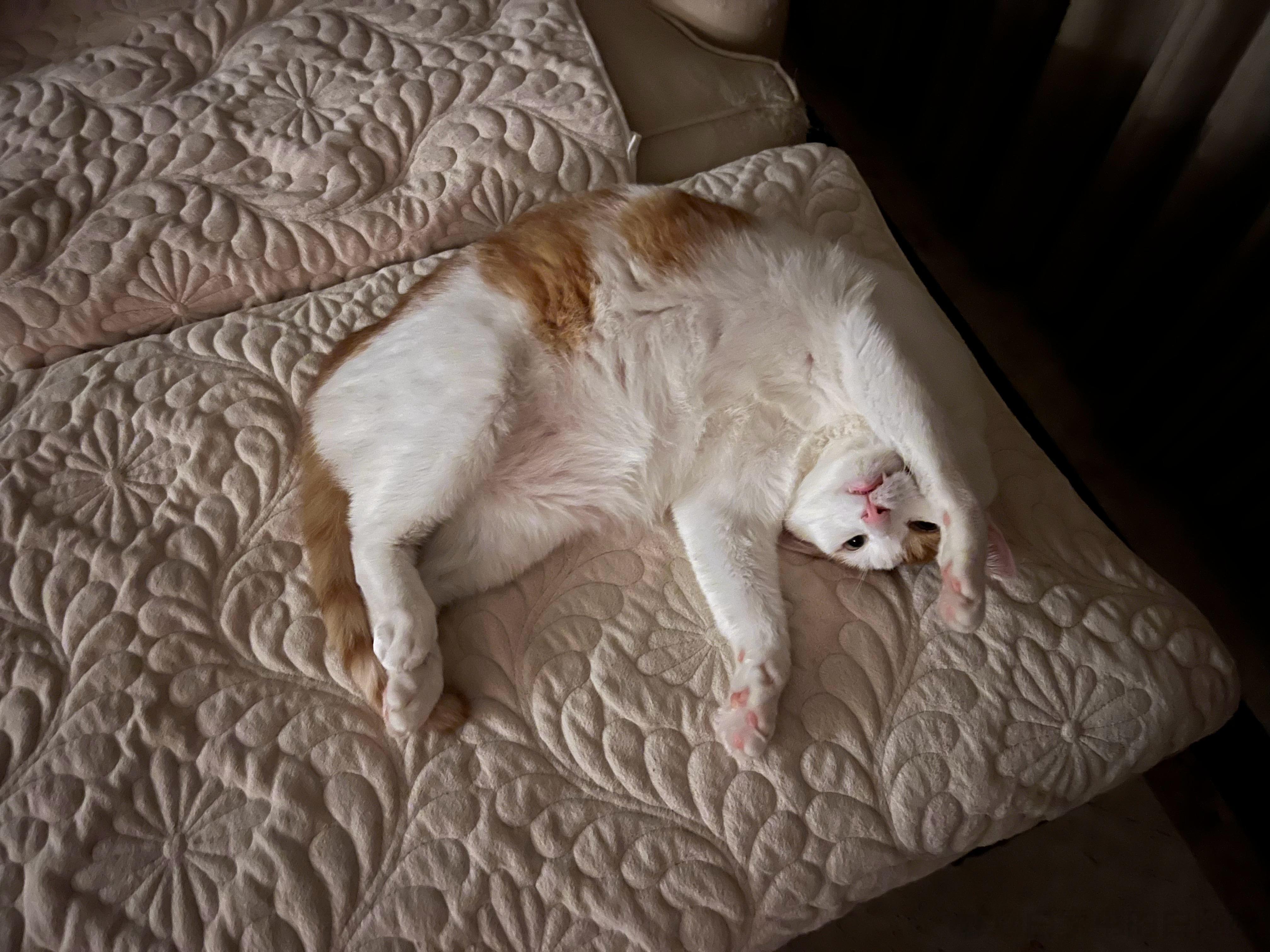 早早早！猴猴上班了！歇了两天了，你差不多得了啊！你问问现在双休的单位还多吗？平时