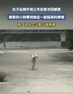 属实让人意外，

远嫁三年首次归家，

竟被家里的小狗

当场认不出来。女子成家