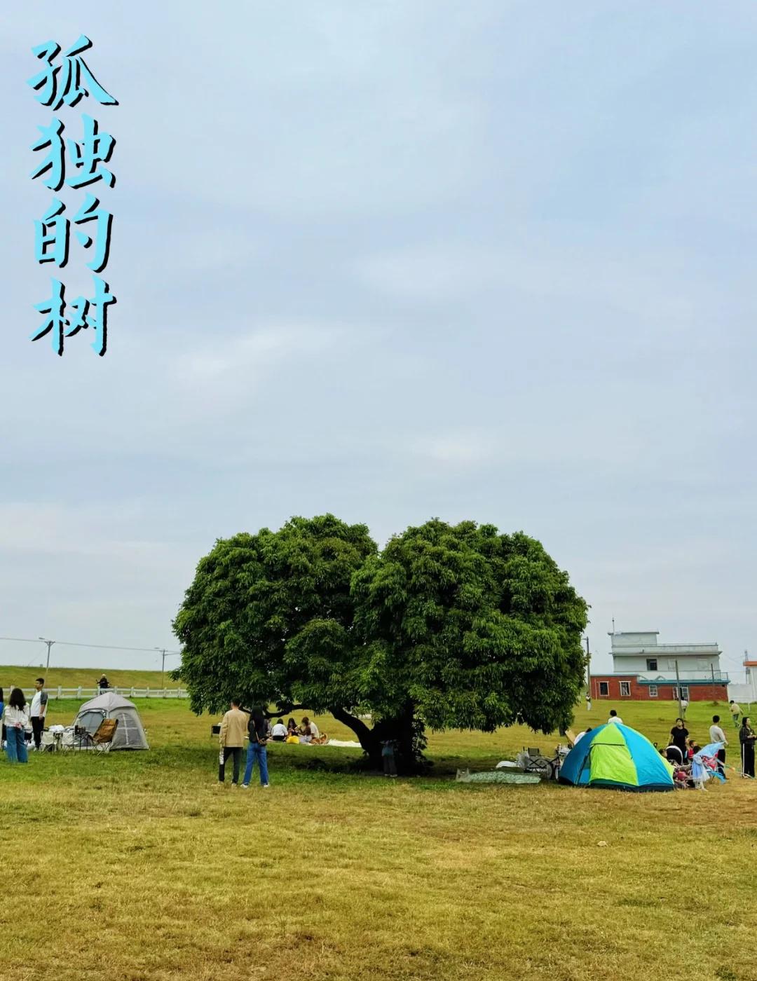 佛山露营｜那颗孤独的树🌲，守着一片芦苇荡
这里是位于佛山市的一个网红打卡点：孤