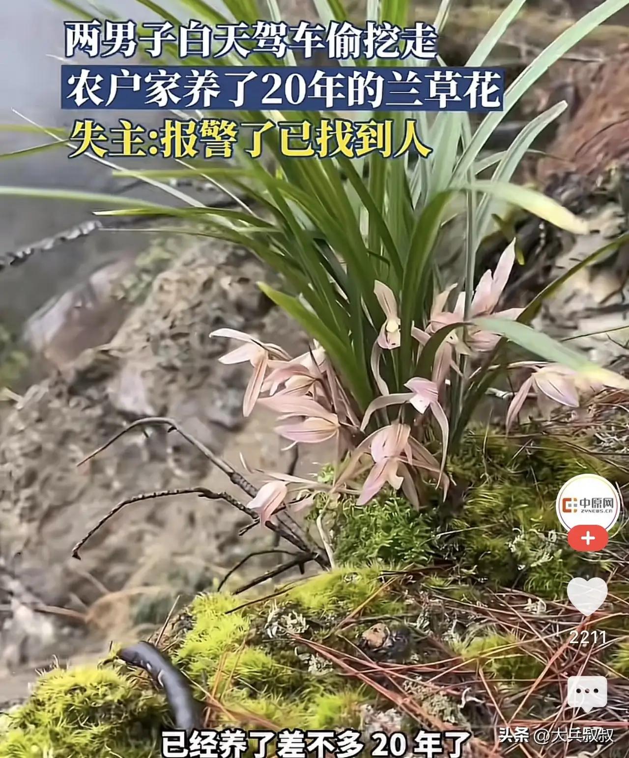 两男子偷挖农户家养了20年的兰草花农户养了20年的兰草被偷，实在让人心疼，这不仅