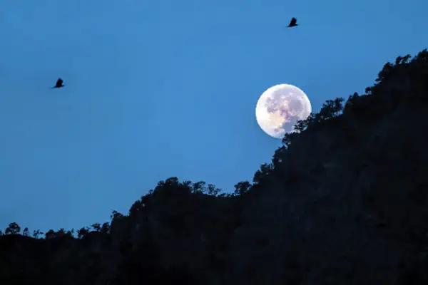 《枫桥夜泊》是唐代诗人张继的一首传世名作，以凝练的笔触勾勒出江南秋夜孤寂清冷的意