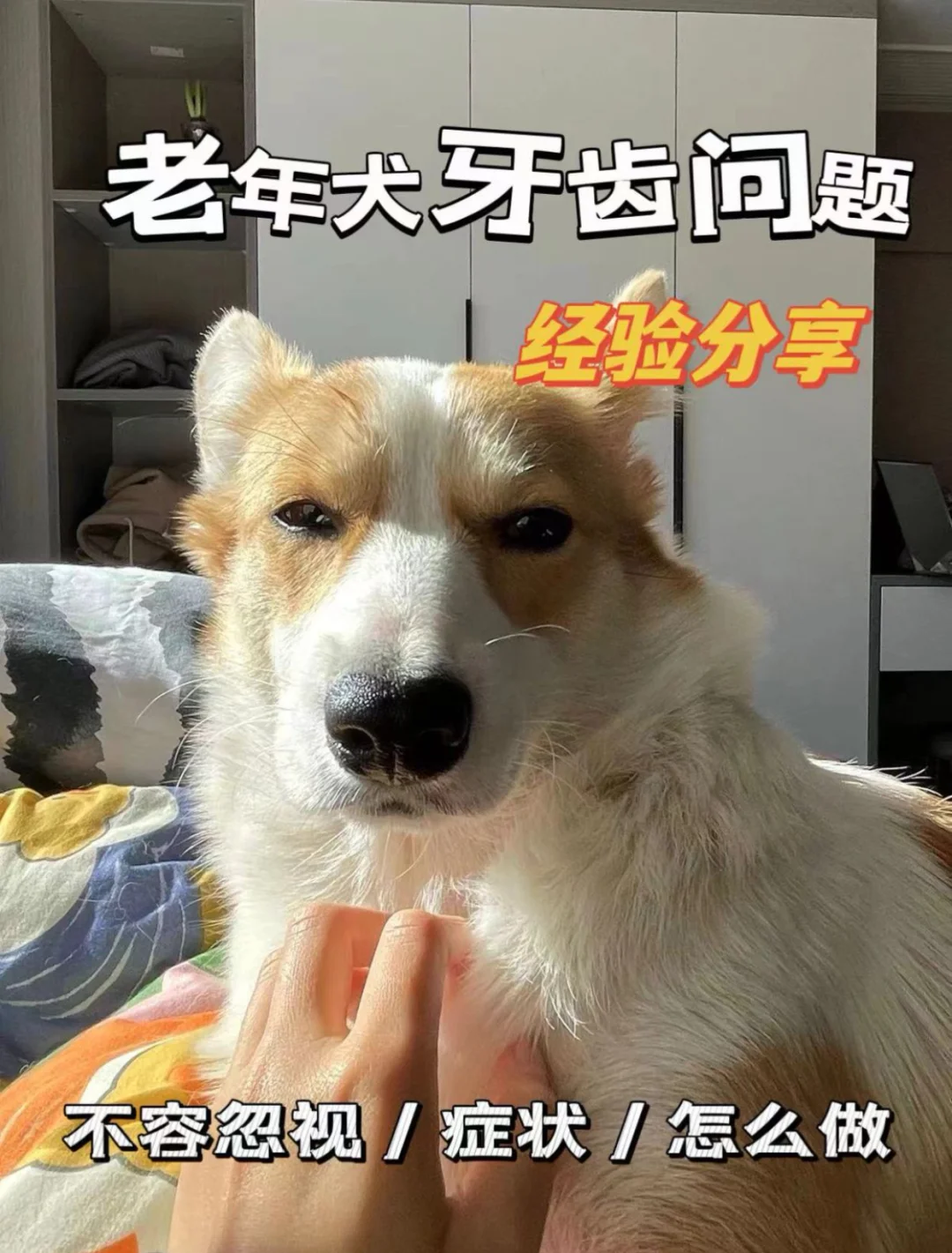 老年犬口腔问题需注意‼️