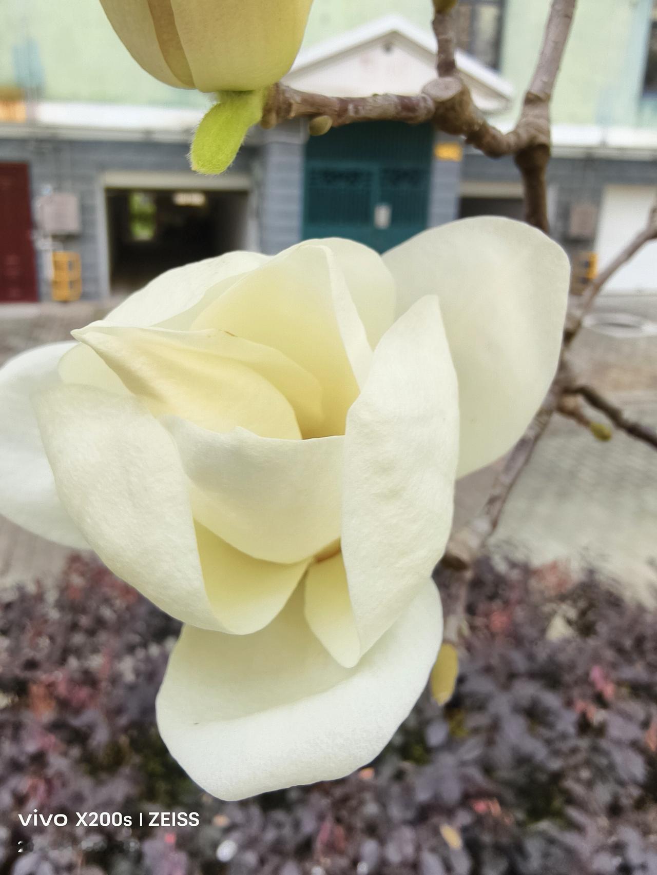 随手一拍玉兰花自拍洁白如玉的玉兰花。
