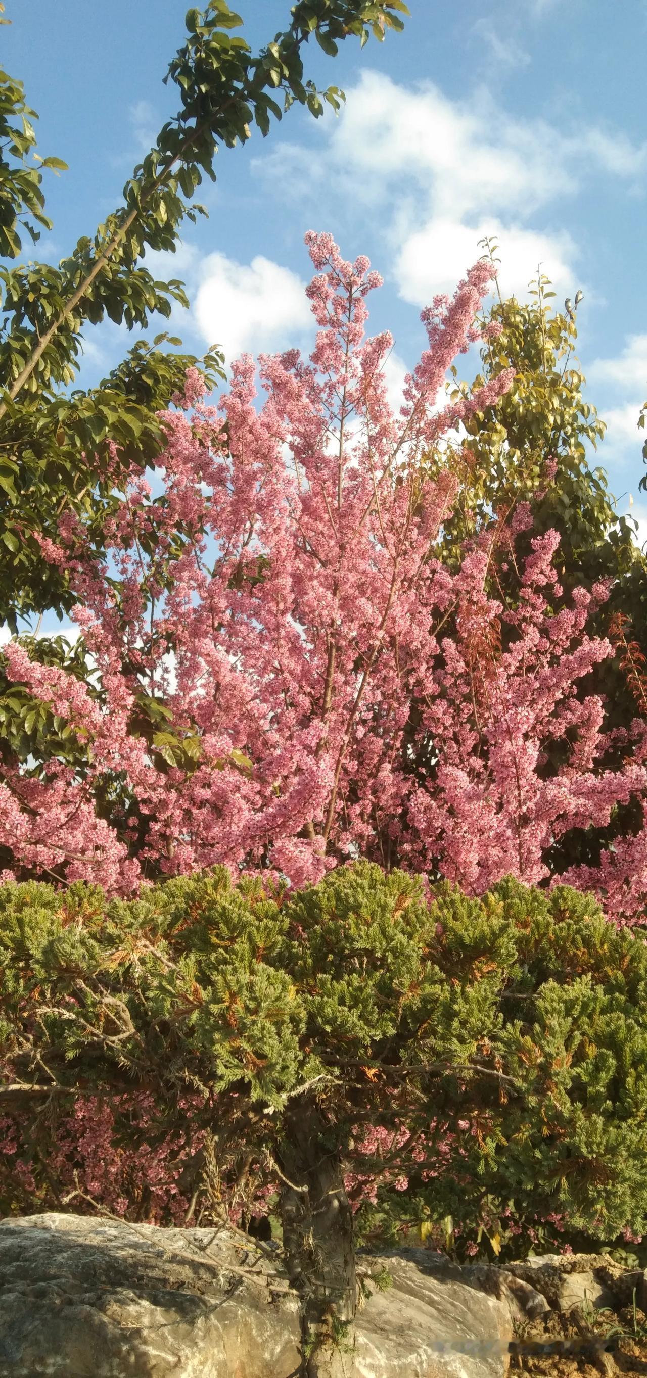 上联：雪落北国一片白，如何对下联阳撒滇西樱花园