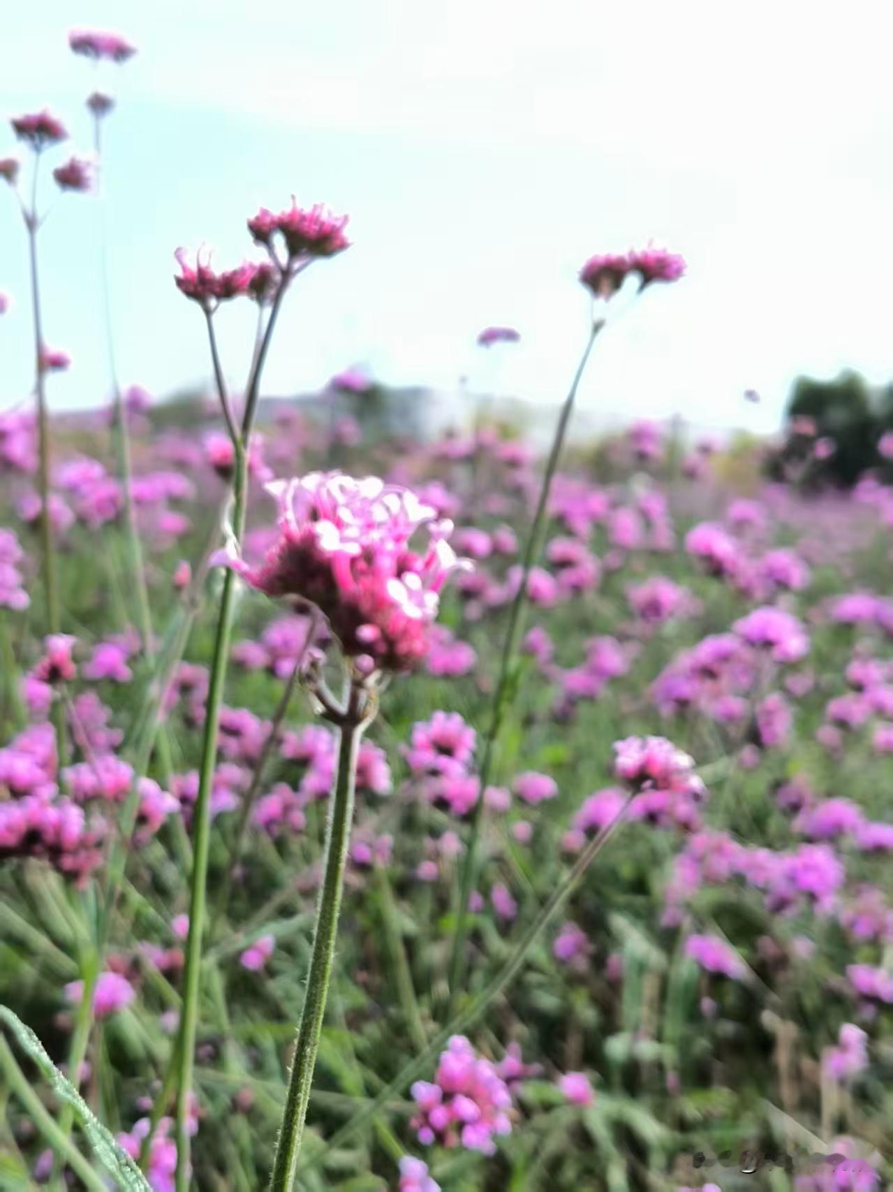 分享相册里的花，马鞭草！
紫雾漫野，清风入怀，不与群芳争艳，于乡野间，独守一抹淡