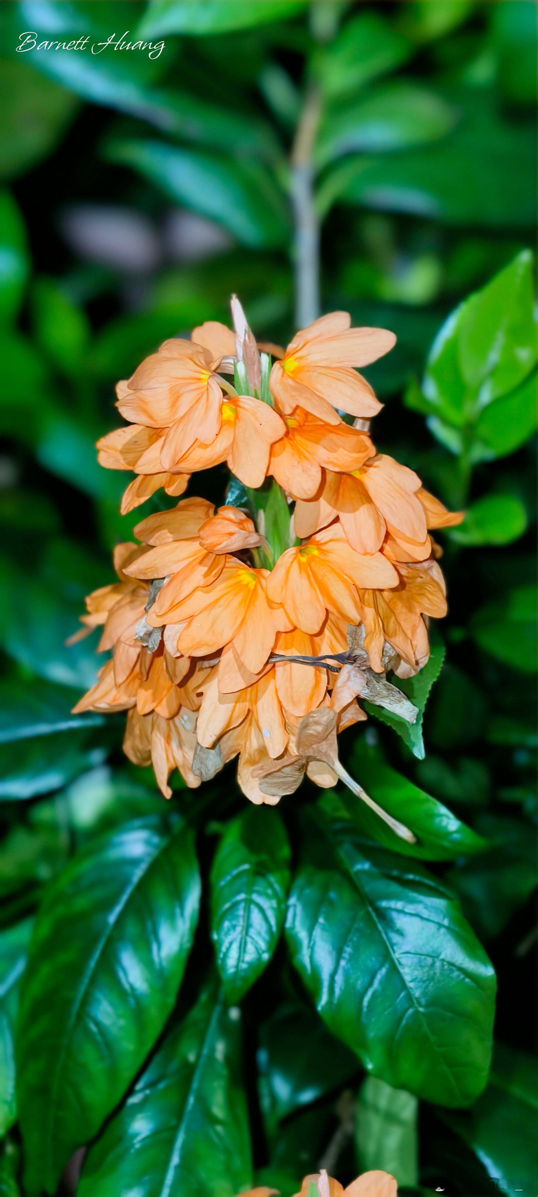 20260703，早安爵床科，Crossandra infundibulifor