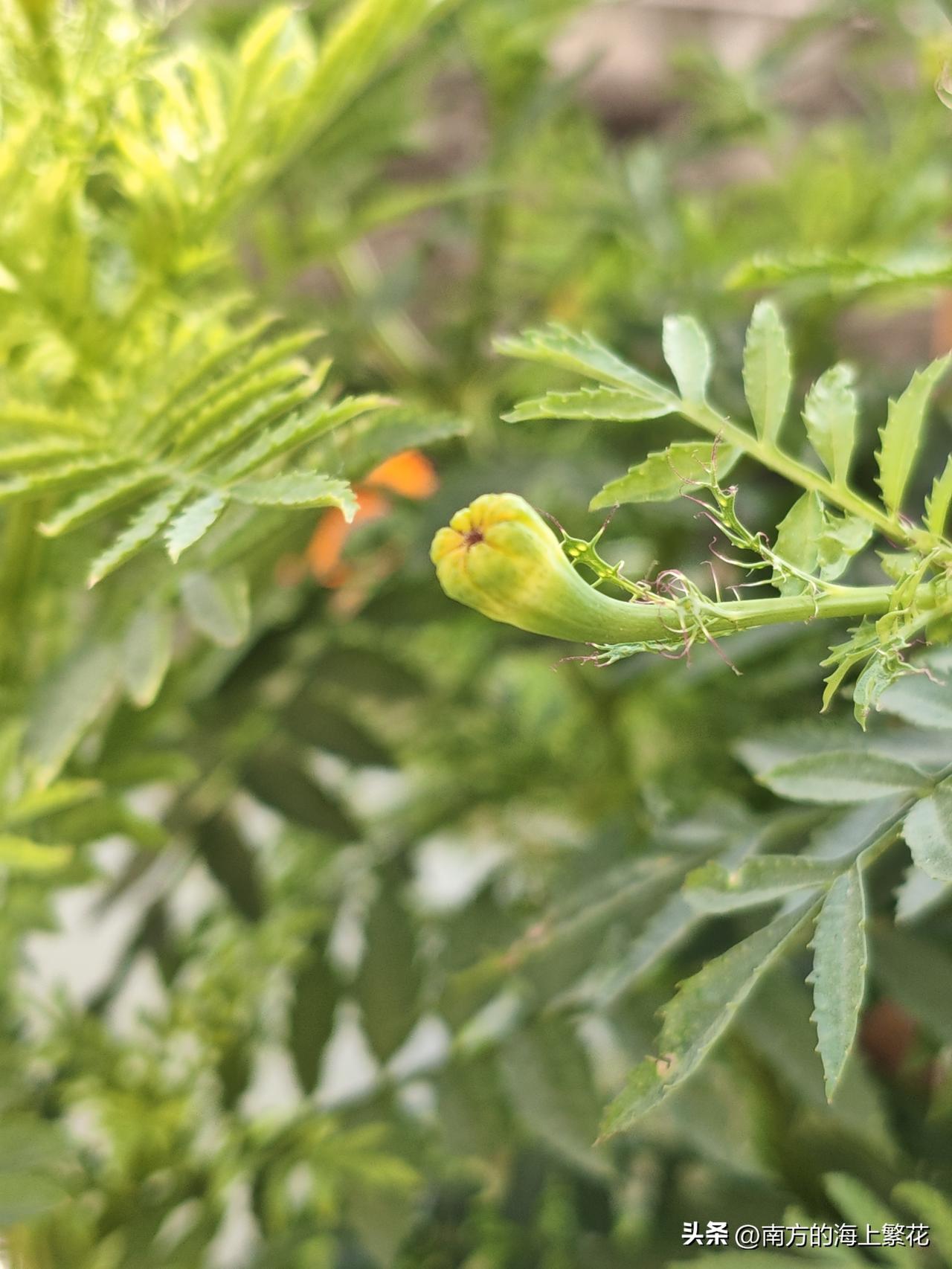 今天早上我又睡懒觉了。
早早醒了，可是我就是不愿意起来，窝在被窝里玩手机了。
我