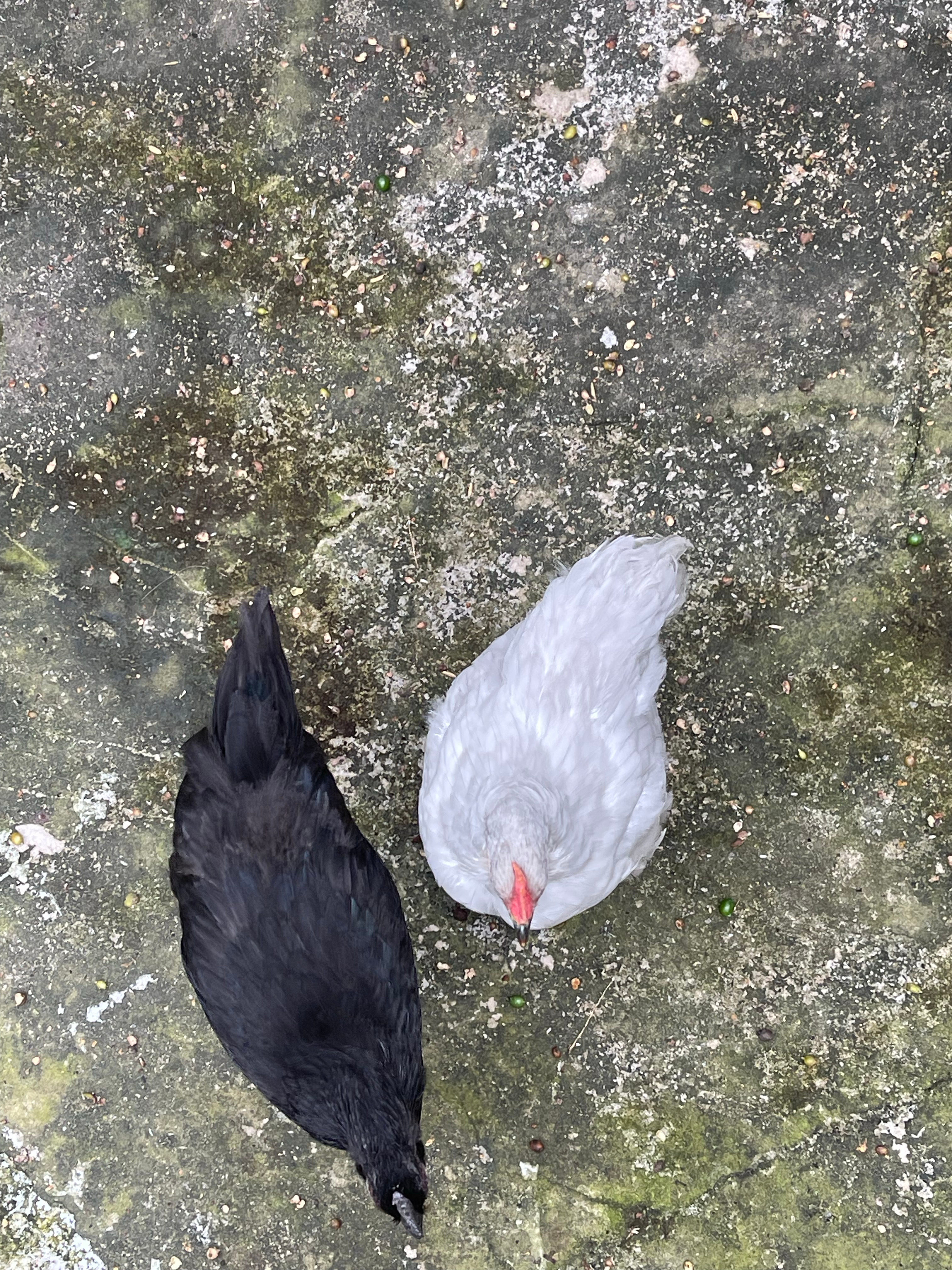 美美的小公鸡🐓 