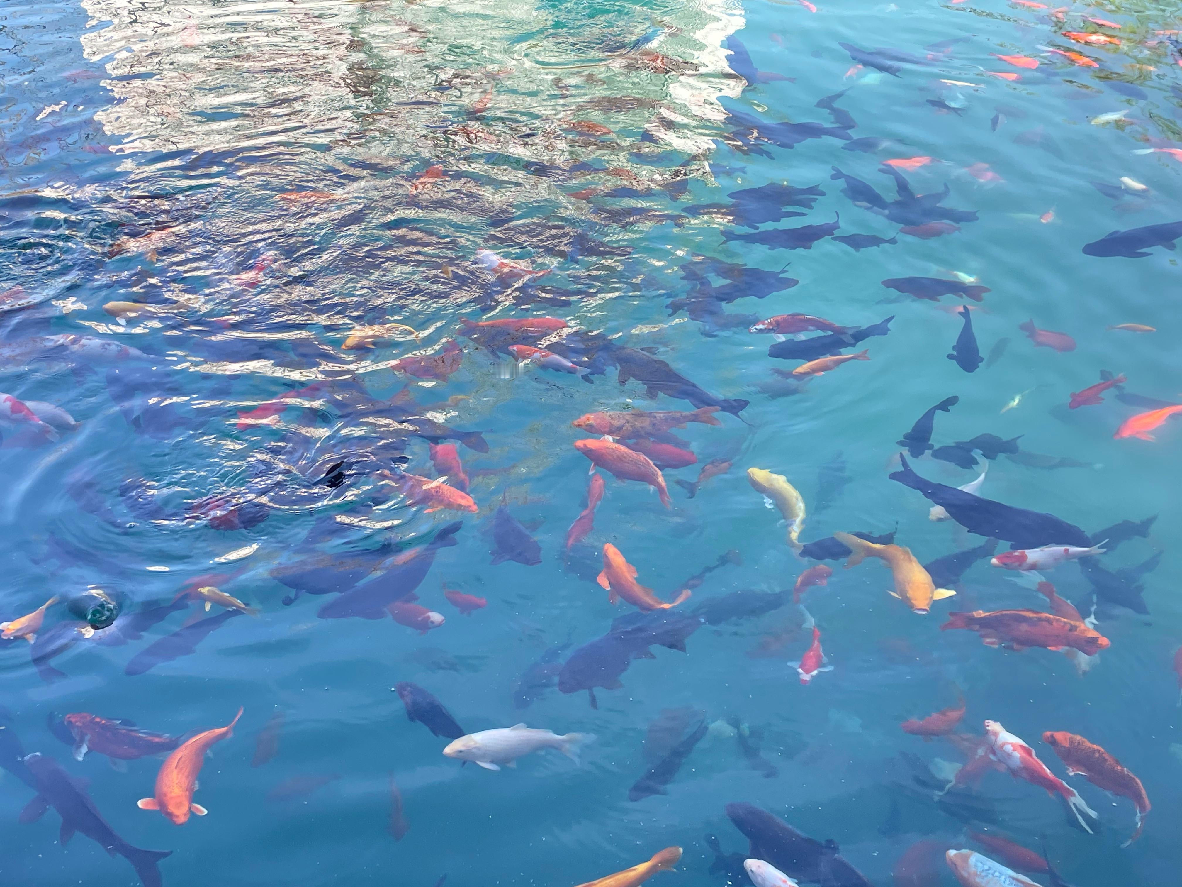 公司楼下这鱼也太肥了，甚至有人午休的时候就为了下楼喂鱼，旁边同事甚至还买了鱼食，