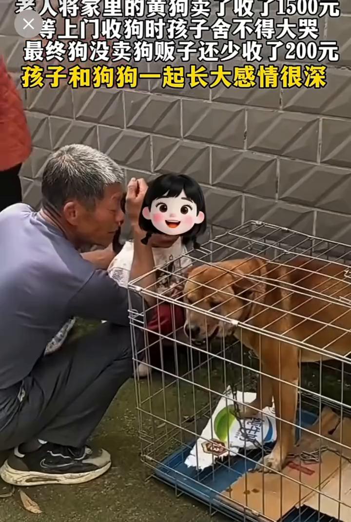 老人将家里的黄狗卖了收了1500元，等上门收狗时孩子舍不得大哭，最终狗没卖狗贩子