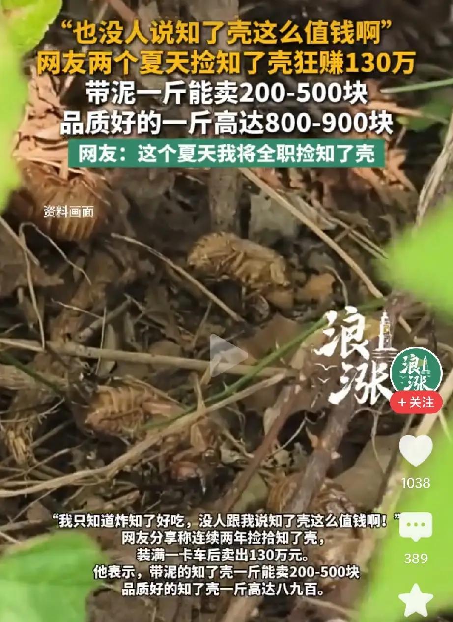 【正规传媒责编笔下   捡知了壳堪比淘金】

看到一家正规传媒发布的视频：网友两