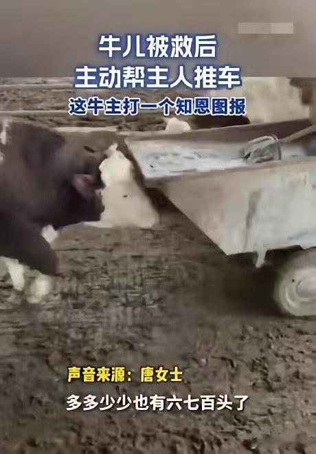 “解释不清了！”安徽一养牛户，养了600多头牛，但其中有一头牛比较特殊，每次女主