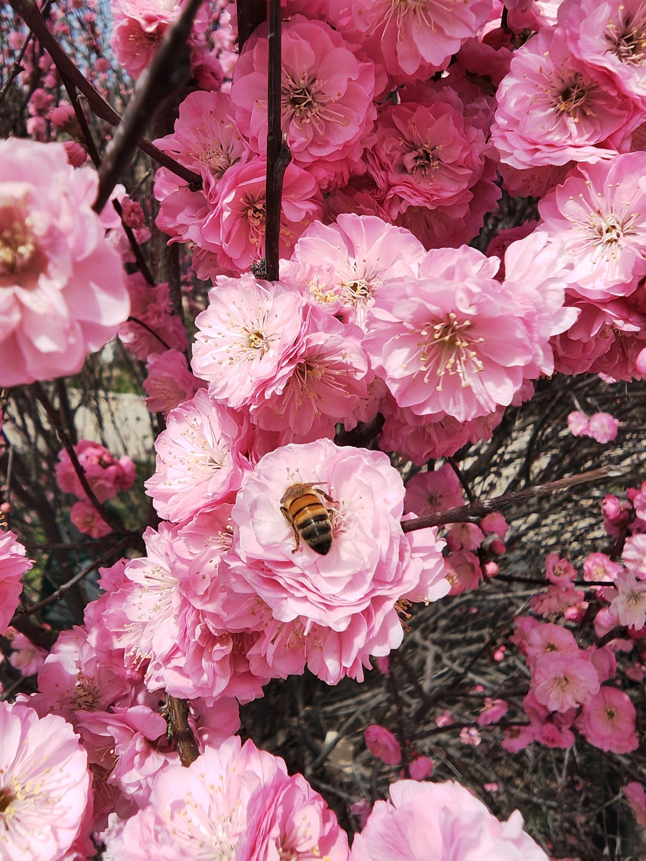 春天来了，花开了，心情都好了。
漫山遍野，黄的，粉的，红的，，，，，