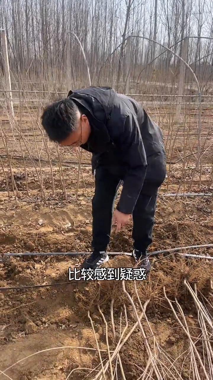 吉塞拉17号砧木根系到底怎么样？
大家对于吉塞拉17号砧木苗的根系比较感到疑惑，