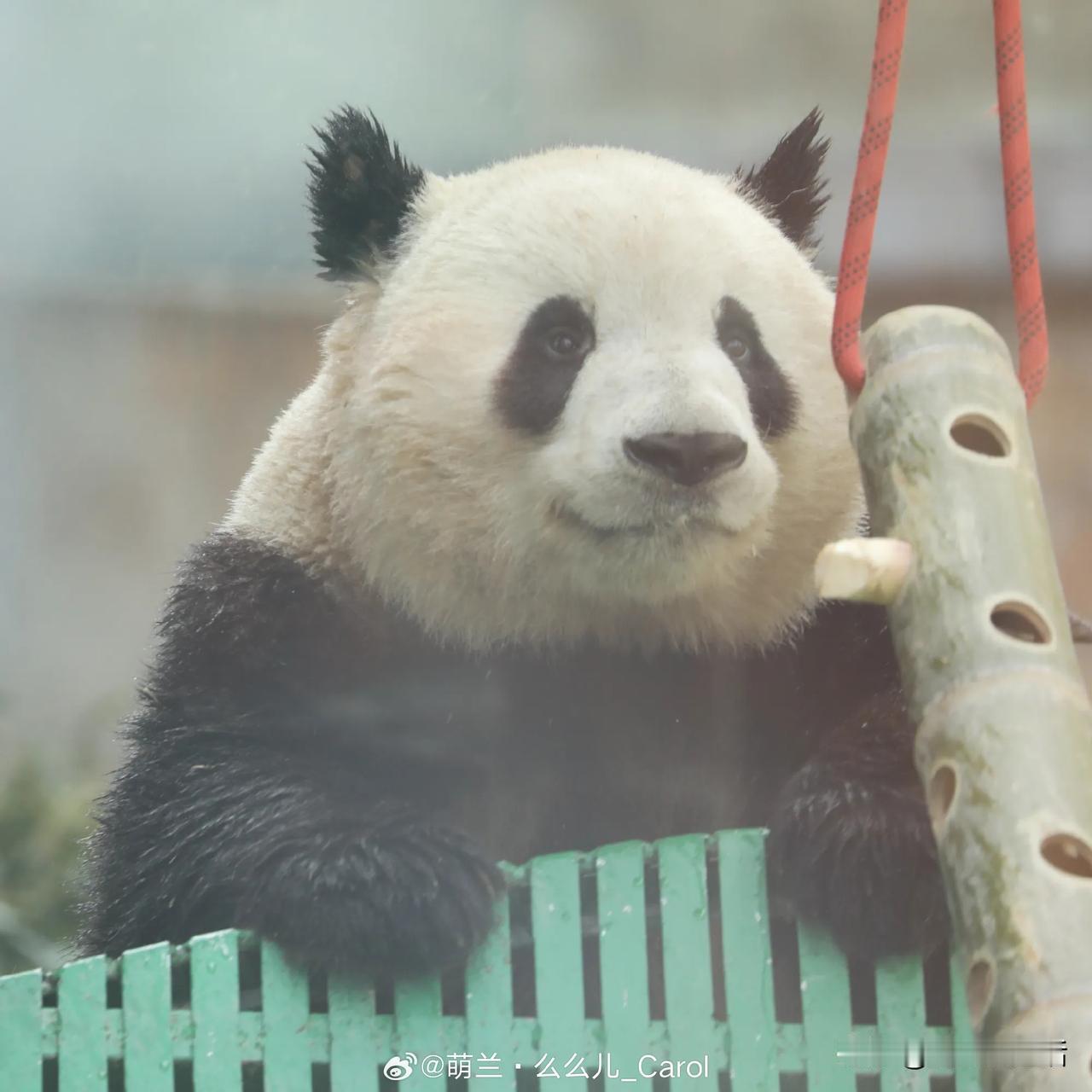 萌兰，很久没有看到他湿漉漉的照片了，他这是刚被淋过洗过澡？

结果点开评论区才发