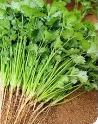 你们家香菜又叫啥啊
            我们老家香菜叫芫荽
        