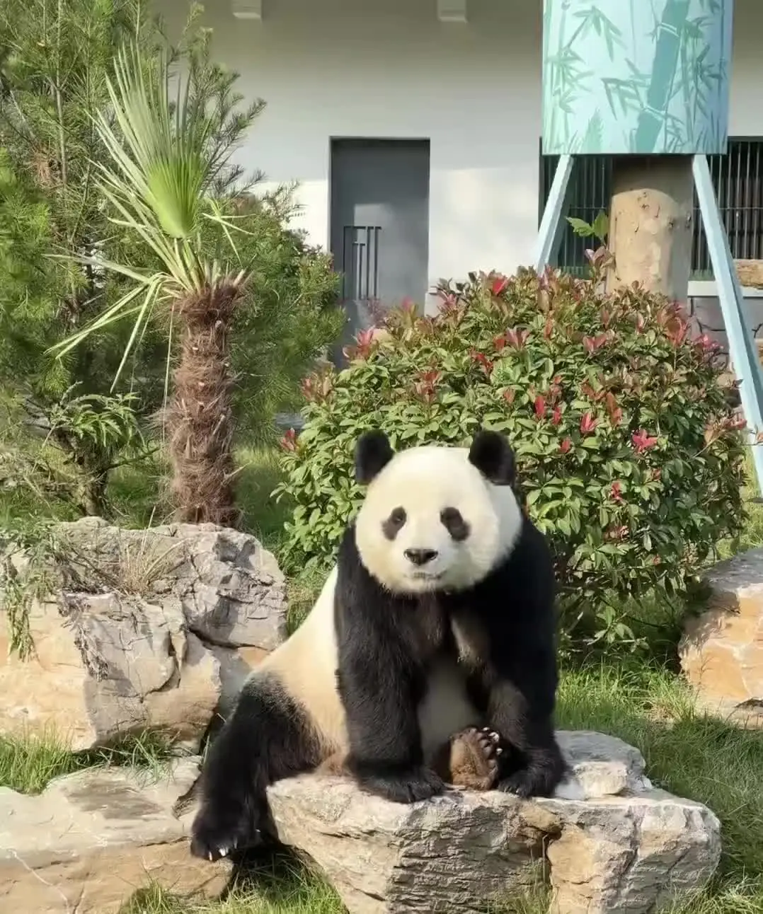 这个周末啥也别干 就来济南动物园看熊猫吧 周末去哪玩