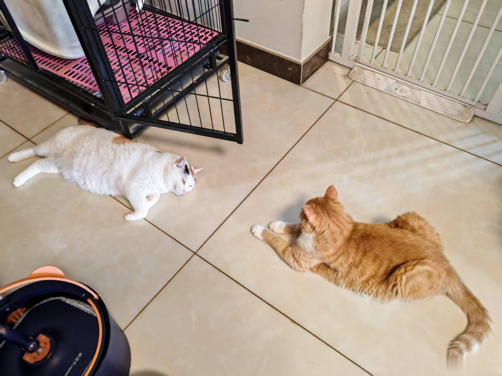 妮儿和玉米是死对头，今天俩猫近距离互相凝视居然没有打起来。（毛哥） 