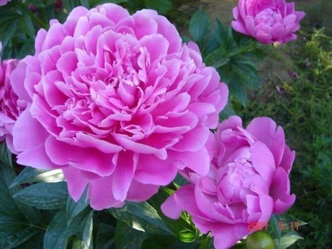 最美好的一次旅行是去洛阳欣赏牡丹花，真是洛阳牡丹甲天下，美极啦，让人留恋往返！