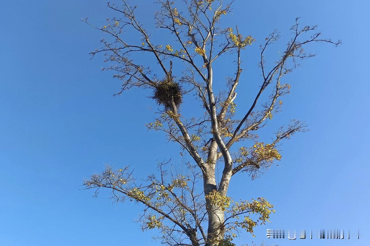 今年又是一个暖冬，小雪节气了，公园里溜个弯，阳光明媚，微风不燥。
地上的落叶也掩