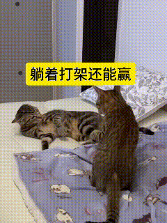 哎呀妈呀老铁快看！
这俩猫搁床上干架可太有意思了！
一个舒舒服服躺着一动不动，全