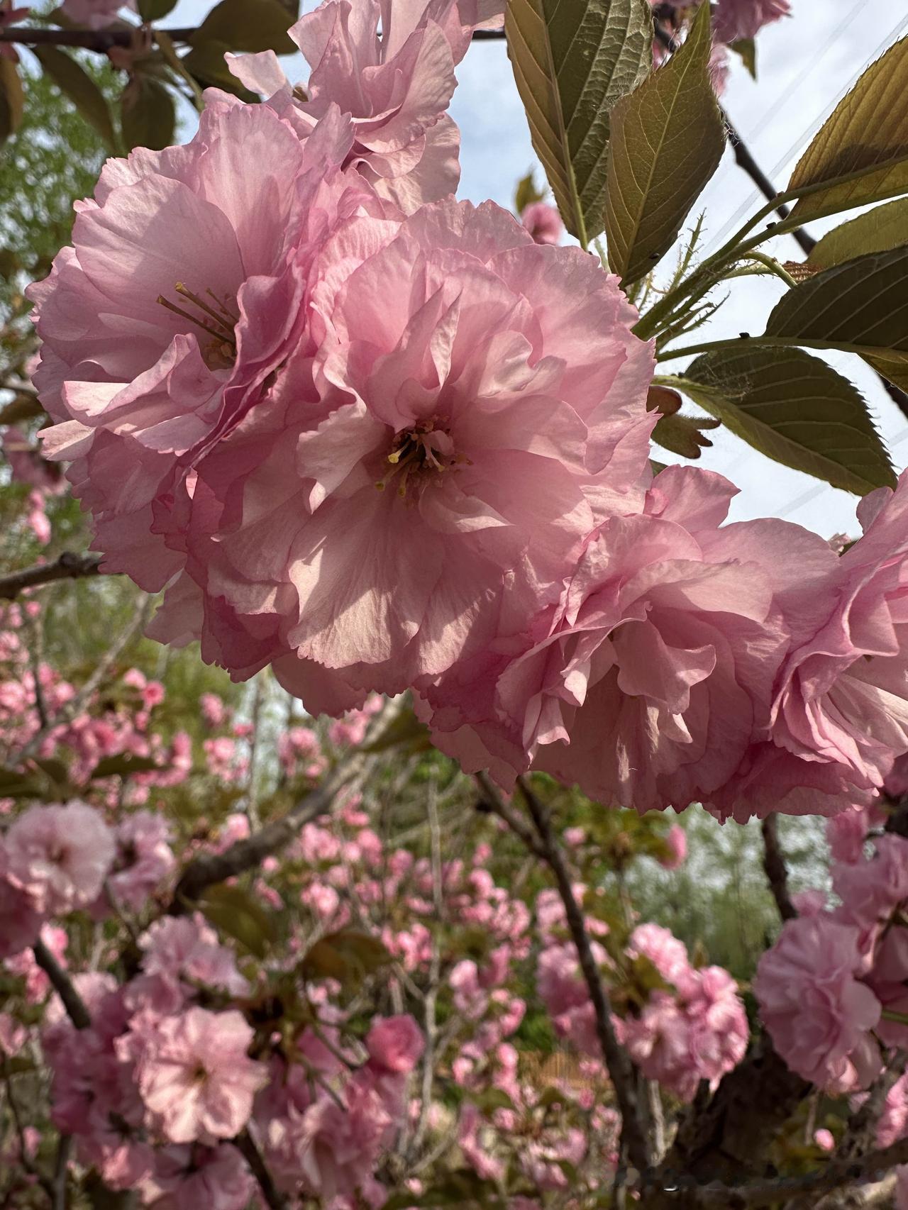 今天外面风挺大
听着风声我就没出门
在家洗冼涮涮
家里的活忙起来
时间一晃就过去