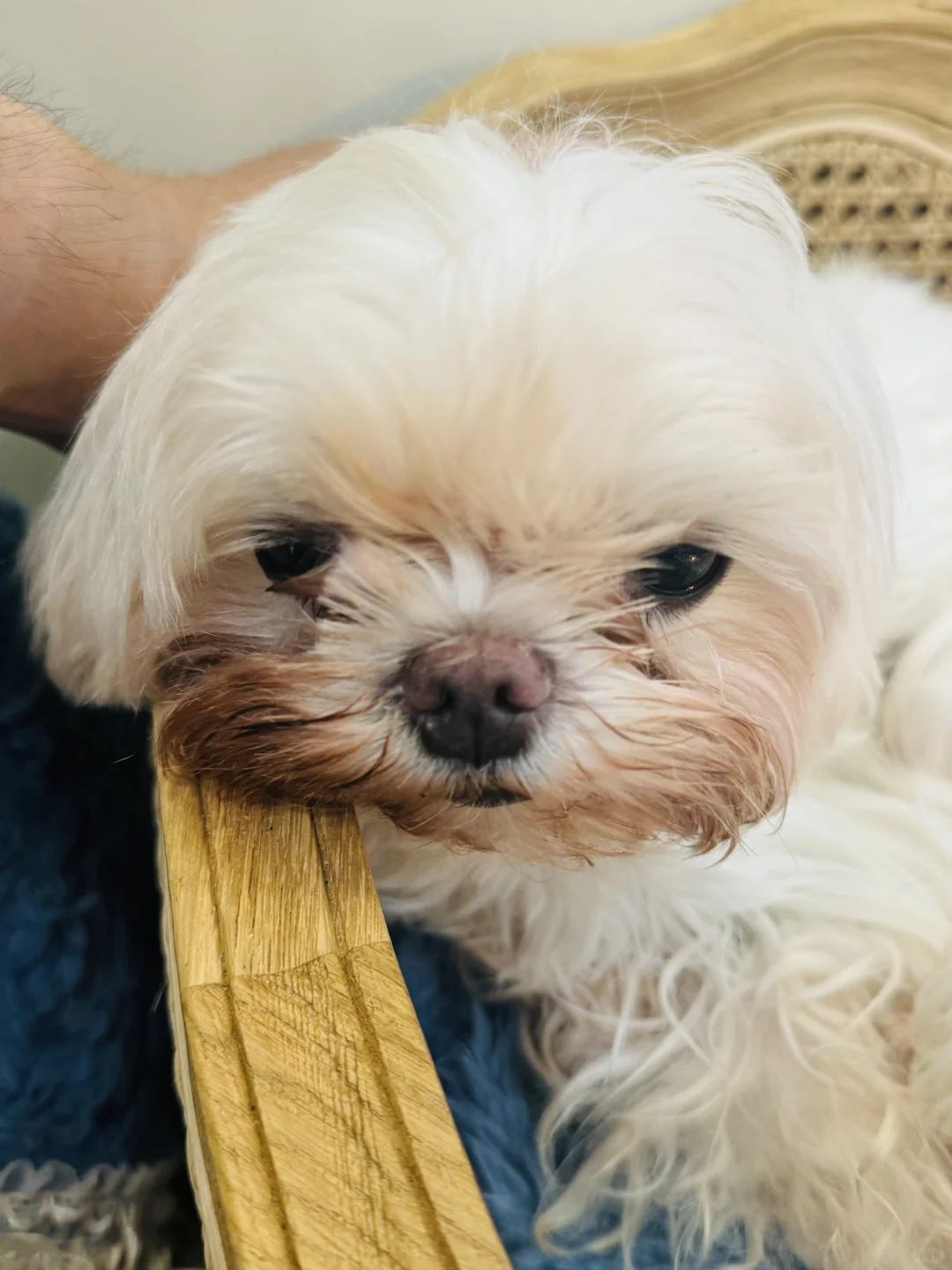 南京咖啡探店| 超级可爱的宠物友好咖啡店