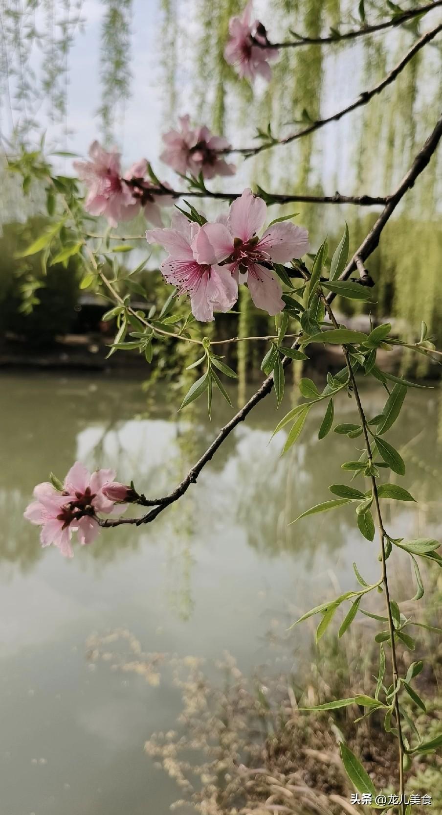 “二月无九，遍地起坟”？2026年二月有九吗？早看早准备
 
农历二月初三步入仲