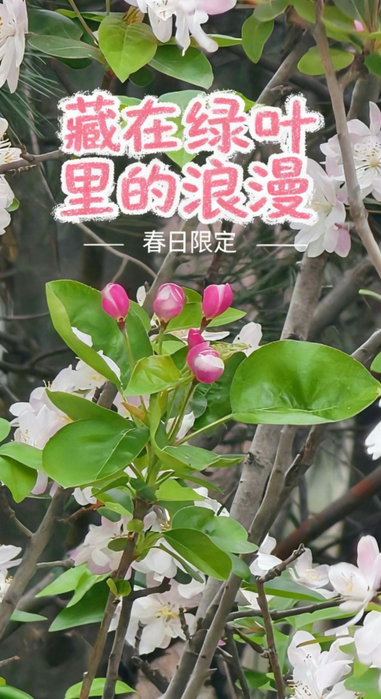 含苞待放的花朵树上开满了白色的花 花开成景花落成诗 白色花卉 白花满山 @抖音小