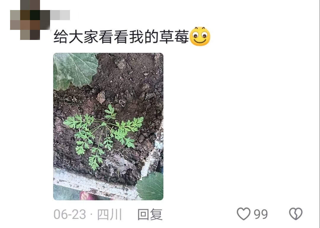 网购的种子只有等它长出来才知道是不是 