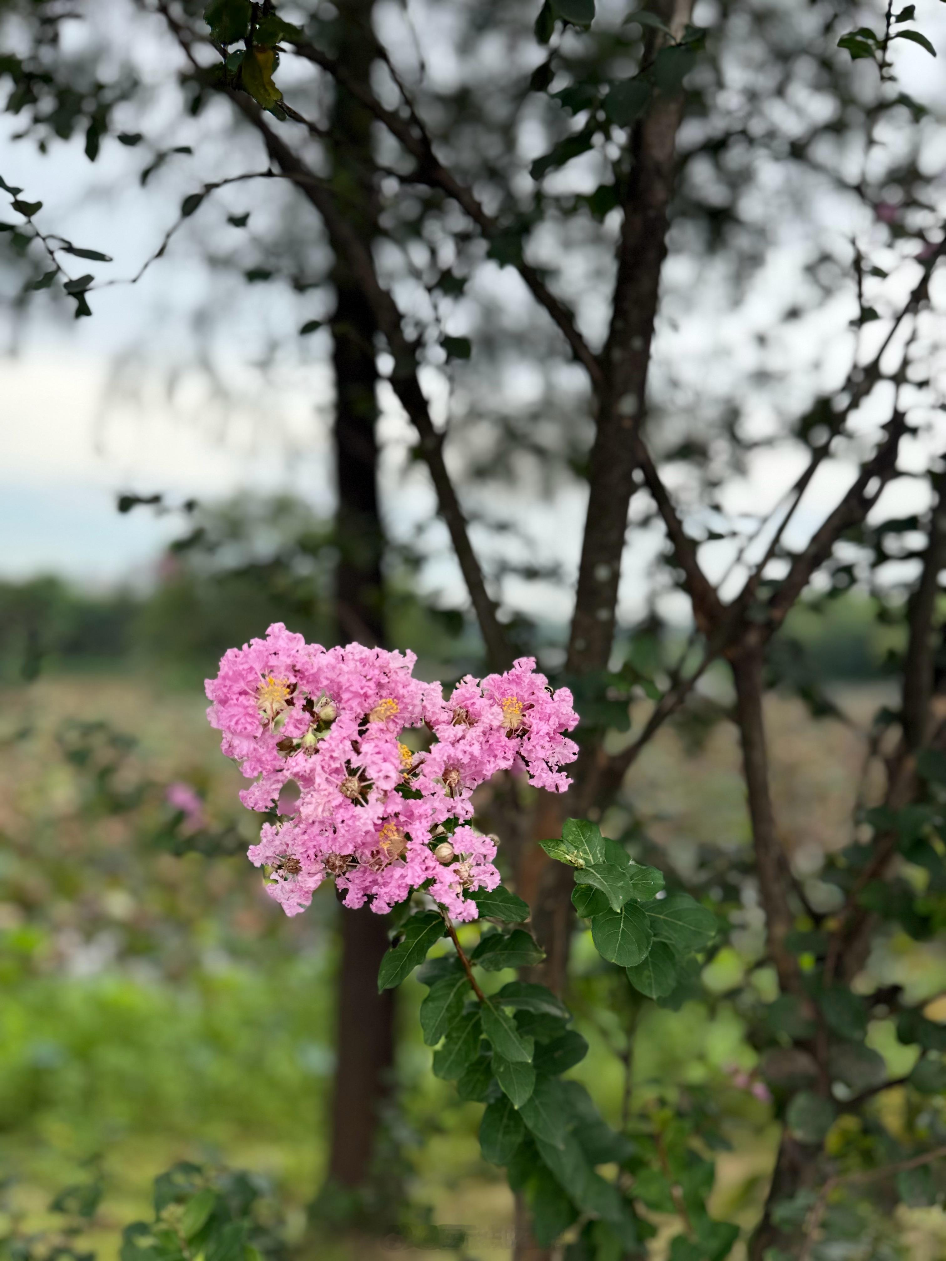 早[鲜花][鲜花][鲜花] ​​​