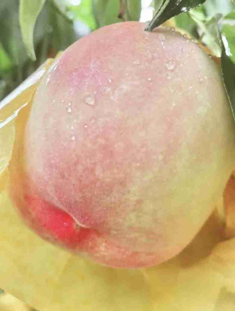 来南通4个多月，刚加入的这个小区团购群，品质真的不错。

群主是个实在人，每次开