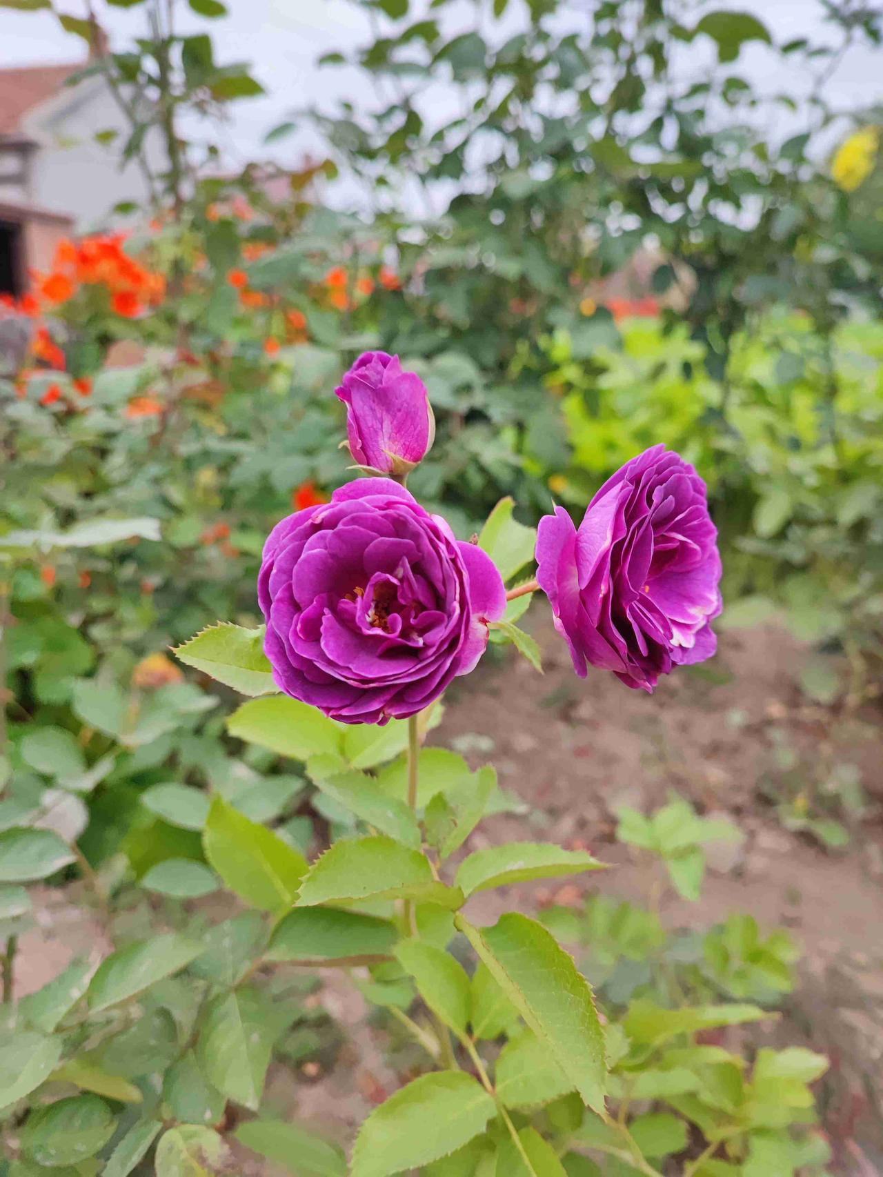 我的今日状态：🥲强颜欢笑
我这里的天气：🍂微风