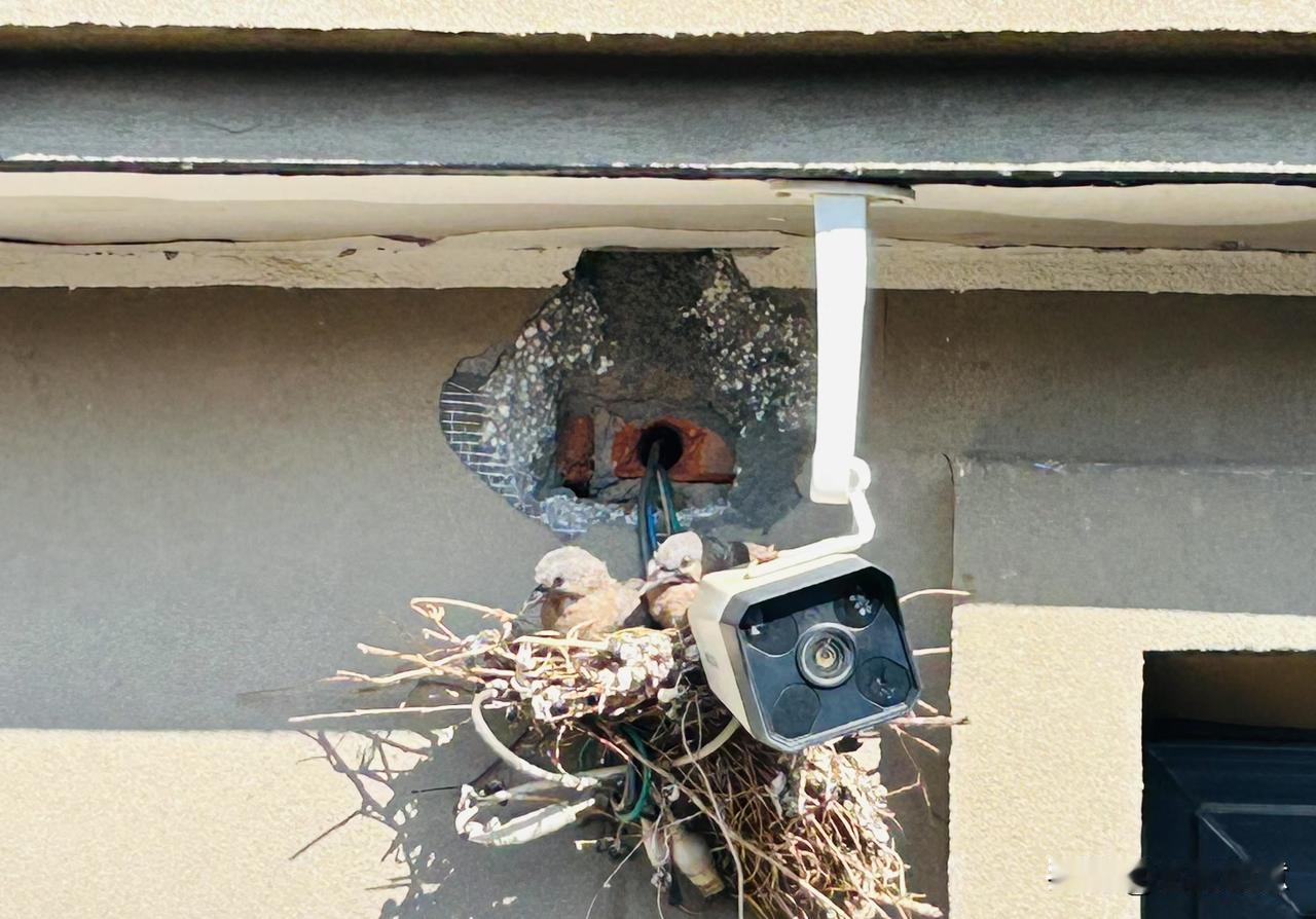 王爱民同学家的屋檐下，住着一对小夫妻，王同学上露台修花草，他俩冷眼看着她，晒着暖