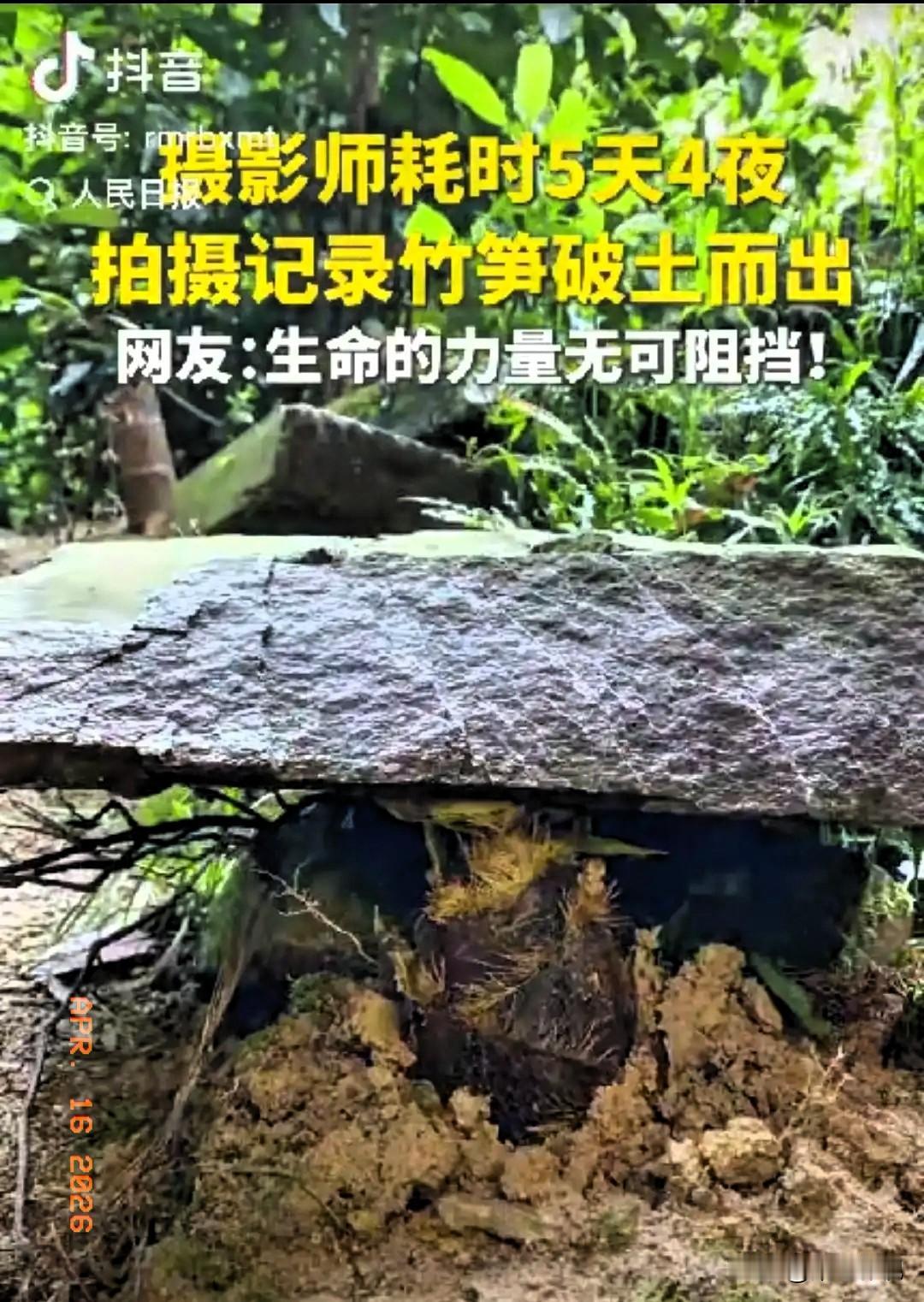 “这竹笋做梦都没想到它上人民日报了！”一摄影师耗时5天4夜拍竹笋，不料，在拍摄时