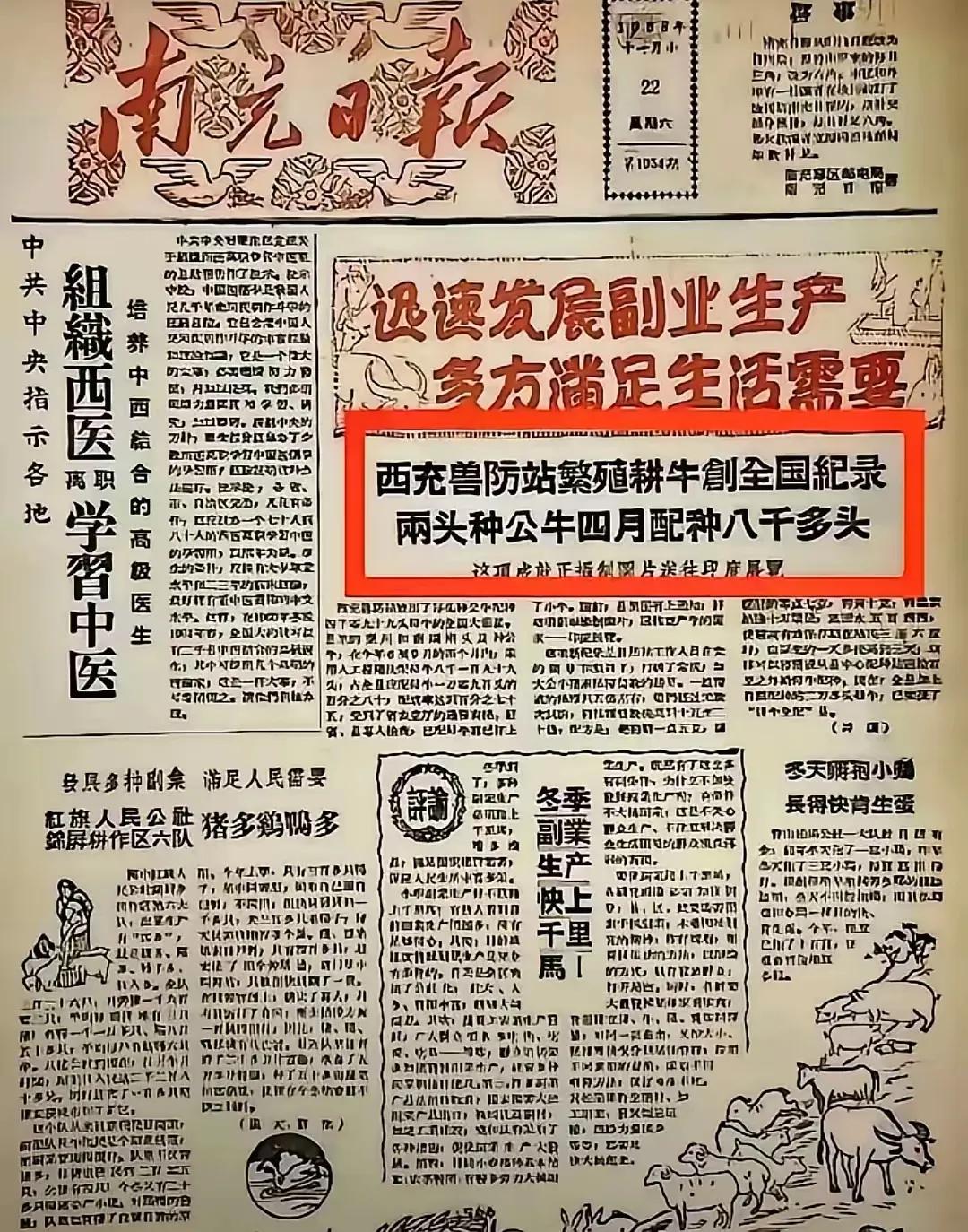 当年我们的农业达到了历史之最，现在完全落后于当时！1头公牛平均每天交配30头母牛
